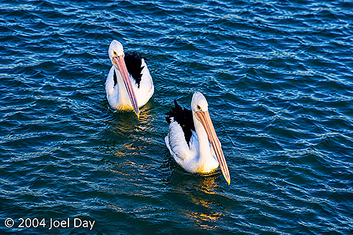 Pelicans at Monkey Mia