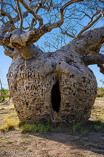 Boab Prison Tree near Derby, Western Australia