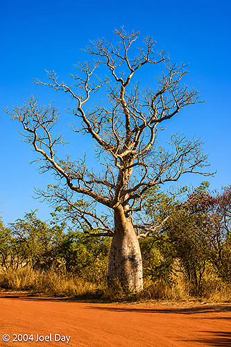 Boab Tree in The Kimberley, Western Australia