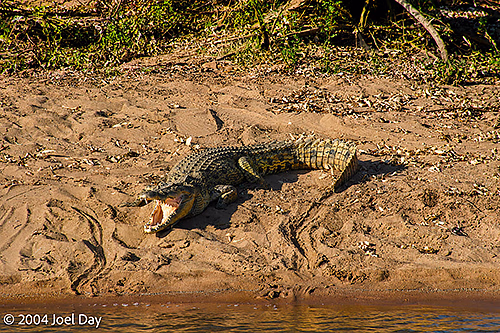 Saltwater Crocodile on the banks of the Victoria River, Northern Territory