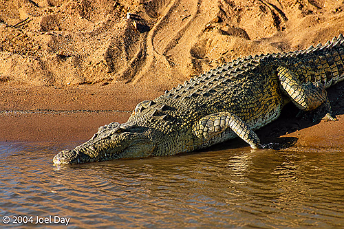 Saltwater Crocodile slipping into the Victoria River