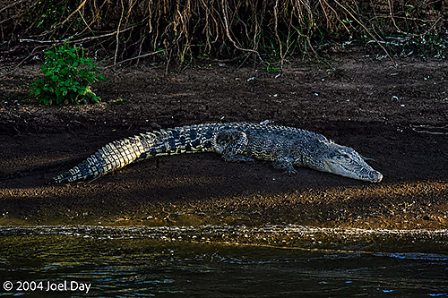 Saltwater Crocodile on the banks of the Victoria River, Northern Territory