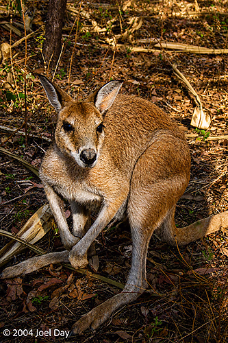 Katherine Gorge snack seeker