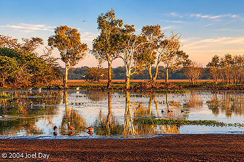 Morning at Yellow Water Billabong in Kakadu National Park, Northern Territory