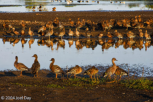 Magpie Geese on the Yellow Water Billabong in Kakadu National Park, Northern Territory