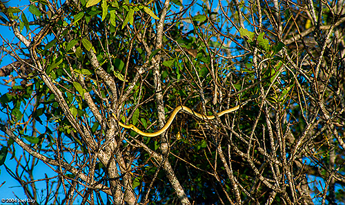 Australian Tree Snake (Dendrelaphis punctulatus) slithering through trees next to Yellow Water Billabong in Kakadu National Park, Northern Territory