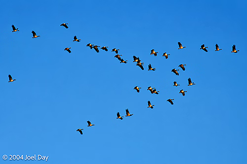 Magpie Geese fly over the Yellow Water Billabong in Kakadu National Park, Northern Territory
