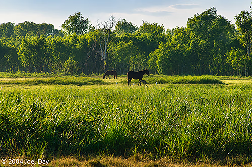 Brumbies (wild horses) near Yellow Water Billabong in Kakadu National Park, Northern Territory