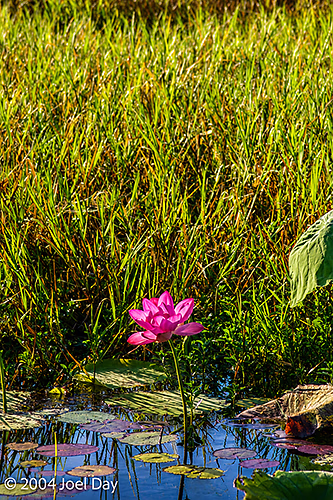 Morning at Yellow Water Billabong in Kakadu National Park, Northern Territory