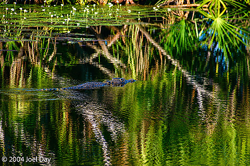Saltwater crocodile in Yellow Water Billabong, Kakadu National Park, Northern Territory