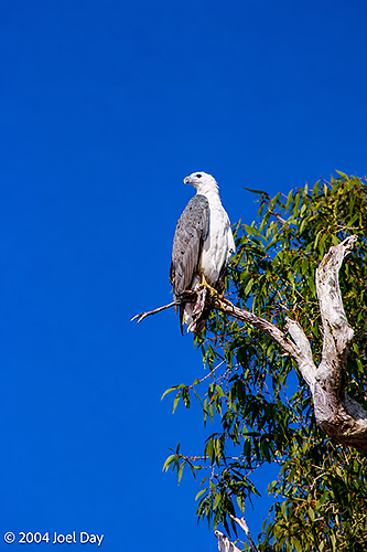 White-bellied Sea Eagle near Yellow Water Billabong in Kakadu National Park, Northern Territory