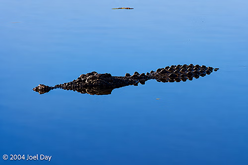 Saltwater crocodile in Yellow Water Billabong, Kakadu National Park, Northern Territory