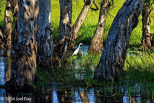 Great Egret along the Yellow Water Billabong in Kakadu National Park, Northern Territory