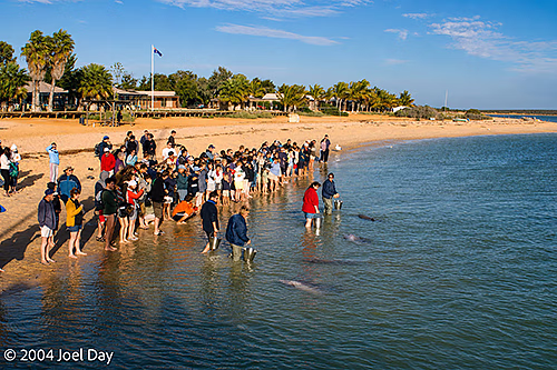 Dolphin feeding at Monkey Mia