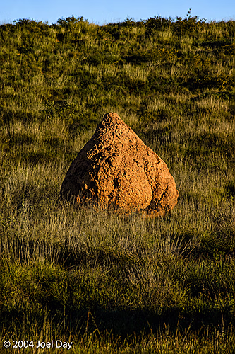 Termite mound near Carnarvon, Western Australia