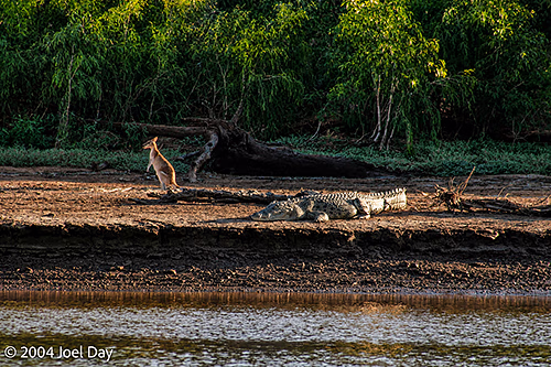 Close encounter between wallaby and crocodile on banks of Victoria River, Northern Territory