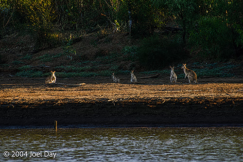 Wallabies on bank of Victoria River, Northern Territory