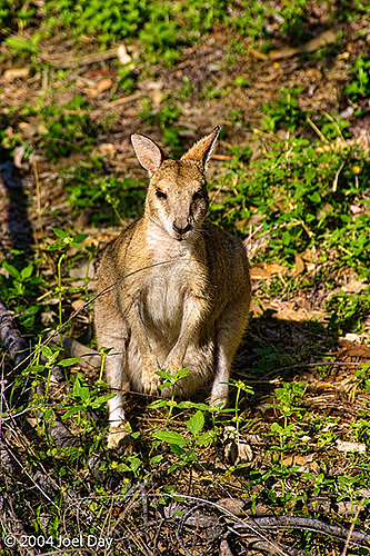 Northern Territory wallaby