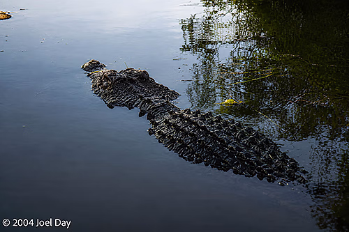 Saltwater Crocodile