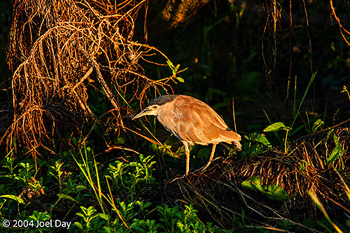 Nankeen Night Heron near Yellow Water Billabong in Kakadu National Park, Northern Territory