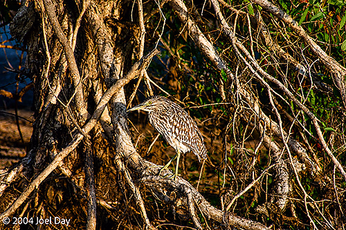 Northern Territory birdlife