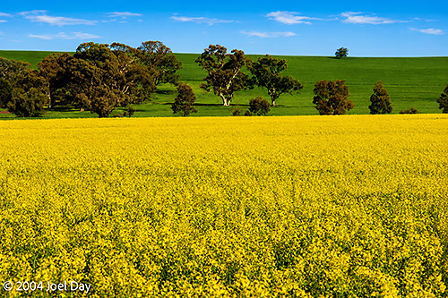 Canola field in South Australia