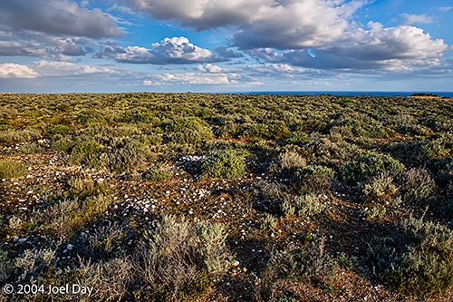 The real Nullarbor: Null (no) Arbor (trees)