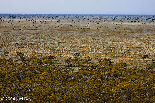Nullarbor Plain