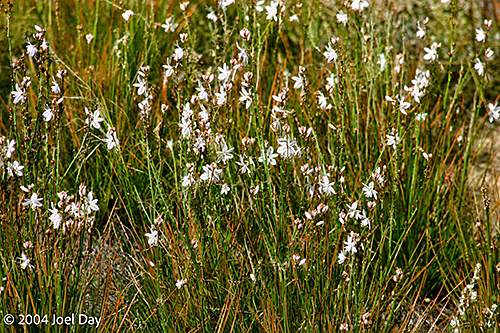 Wildflowers along the Nullarbor Plain, South Australia