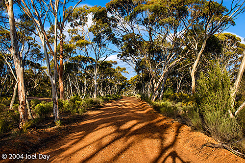 Dundas Rocks Road near Salmon Gums, Western Australia