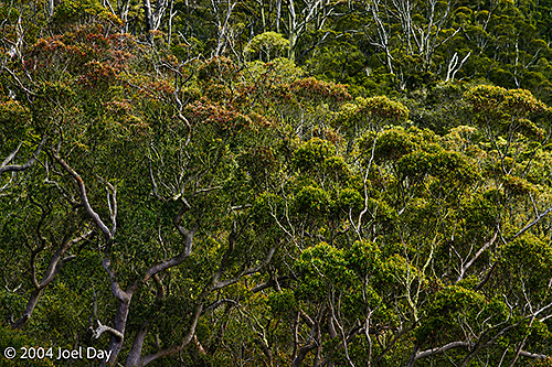 View from the top of Porongurup National Park, near Albany, Western Australia
