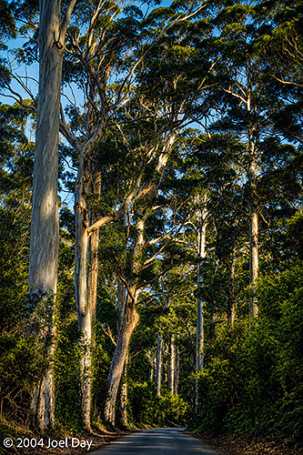 Karri Trees along Southwestern Highway near Walpole, Western Australia