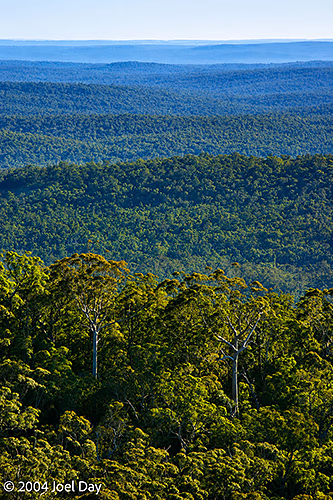 Karri Tree forests in and around Mount Franklin National Park near Walpole, Western Australia