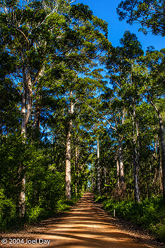 Karri Tree forests in and around Mount Franklin National Park near Walpole, Western Australia