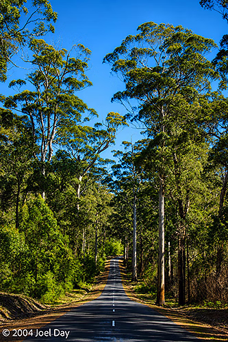 Karri Trees along Southwestern Highway near Walpole, Western Australia