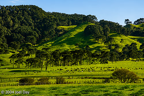 Farmland along the Coromandel Peninsula, North Island, New Zealand