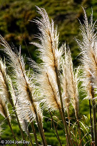 Pampas Grass (Cortaderia selloana) along Coromandel Peninsula, North Island, New Zealand