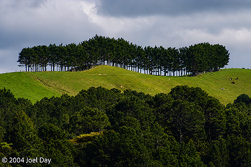 Windbreak on farmland along the Coromandel Peninsula, North Island, New Zealand