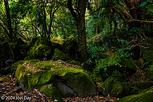 Along hiking trail to Te Whanganui-A-Hei (Cathedral Cove) Marine Reserve, North Island, New Zealand