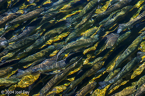 Tongariro National Trout Centre, North Island, New Zealand