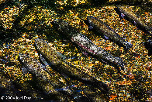 Tongariro National Trout Centre, North Island, New Zealand