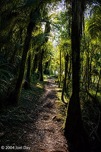Walking Track along Pororari River, South Island, New Zealand