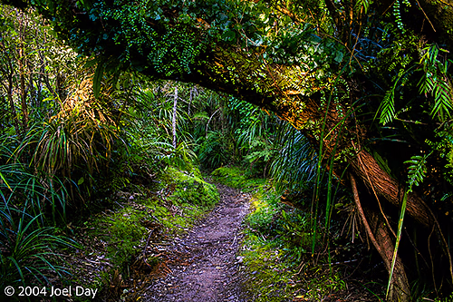Walking Track along Pororari River, South Island, New Zealand