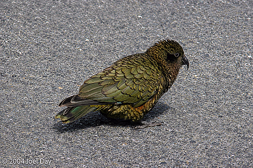Kea (Nestor notabilis) in Fiordland National Park, South Island, New Zealand