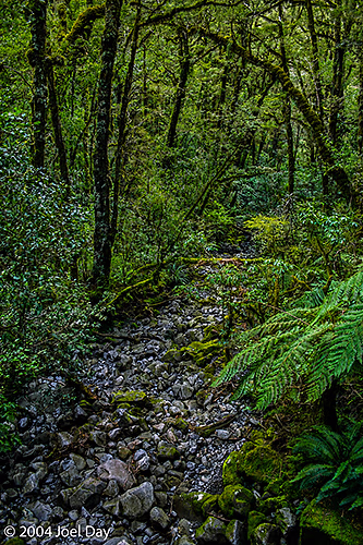 Fiordland National Park, South Island, New Zealand