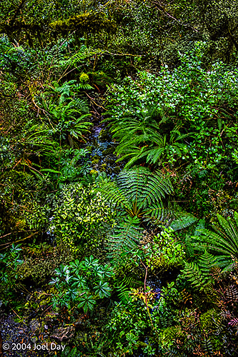Fiordland National Park, South Island, New Zealand