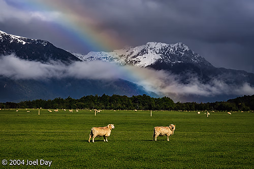 Sheep grazing next to Fiordland National Park, South Island, New Zealand