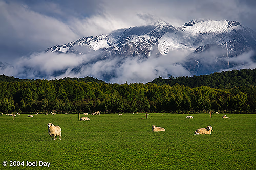 Sheep grazing next to Fiordland National Park, South Island, New Zealand 