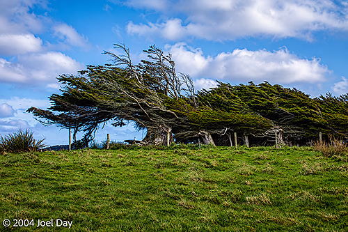 Windswept Trees at the Southernmost Point of the South Island, near Invercargill, New Zealand
