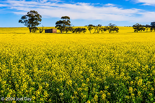 Canola field in South Australia